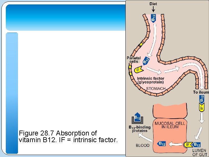 Figure 28. 7 Absorption of vitamin B 12. IF = intrinsic factor. 