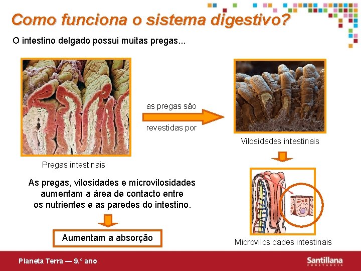Como funciona o sistema digestivo? O intestino delgado possui muitas pregas. . . as