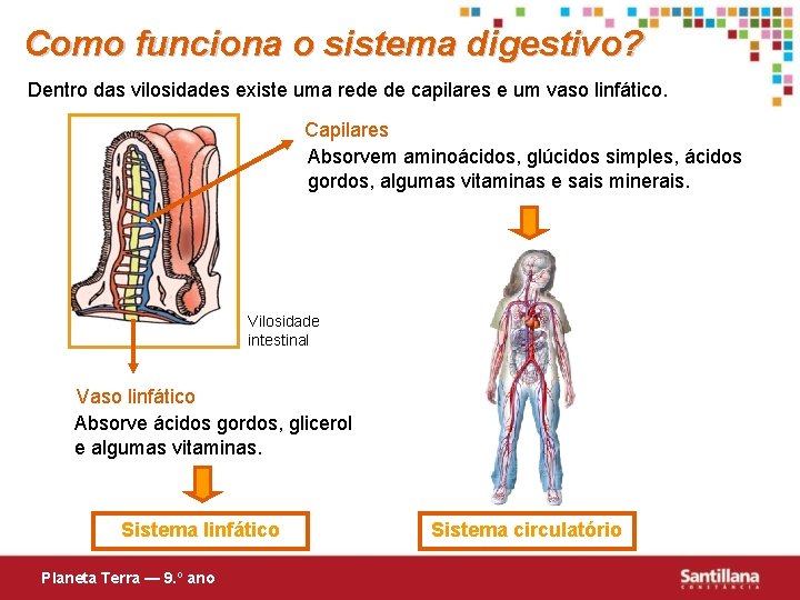 Como funciona o sistema digestivo? Dentro das vilosidades existe uma rede de capilares e