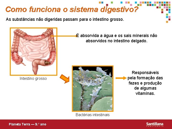 Como funciona o sistema digestivo? As substâncias não digeridas passam para o intestino grosso.