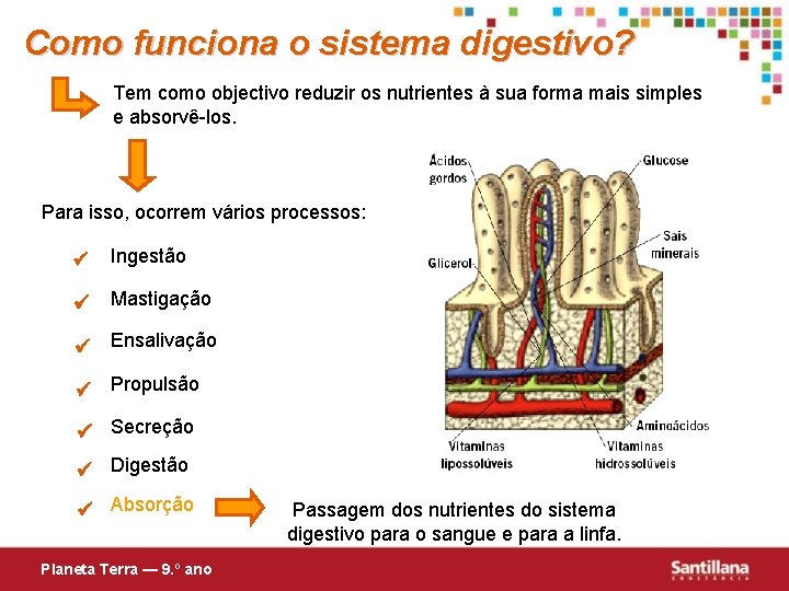 Como funciona o sistema digestivo? Tem como objectivo reduzir os nutrientes à sua forma