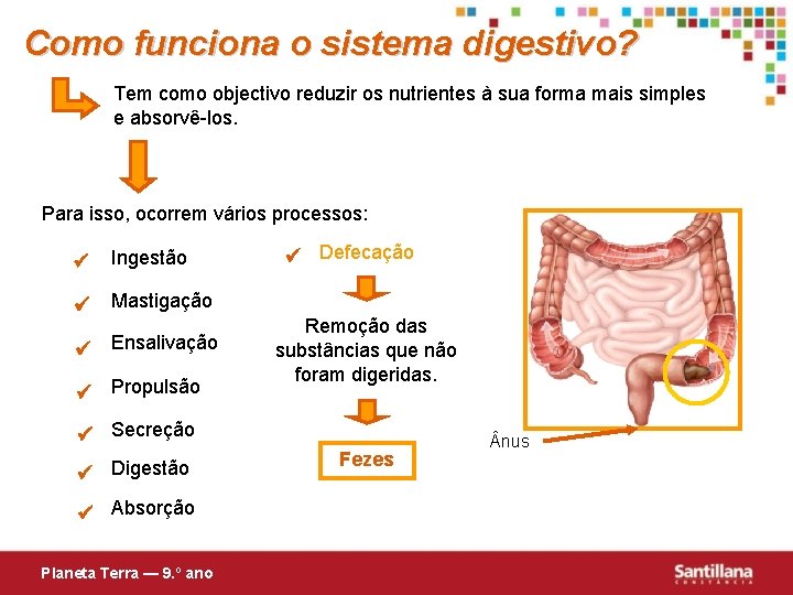 Como funciona o sistema digestivo? Tem como objectivo reduzir os nutrientes à sua forma