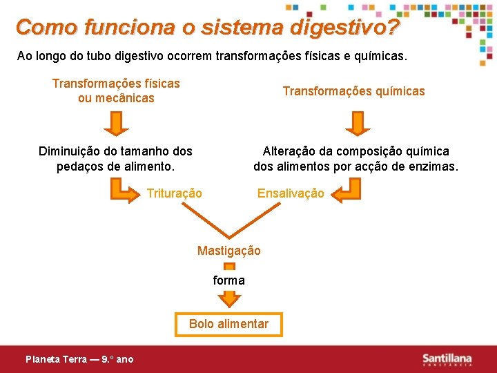 Como funciona o sistema digestivo? Ao longo do tubo digestivo ocorrem transformações físicas e