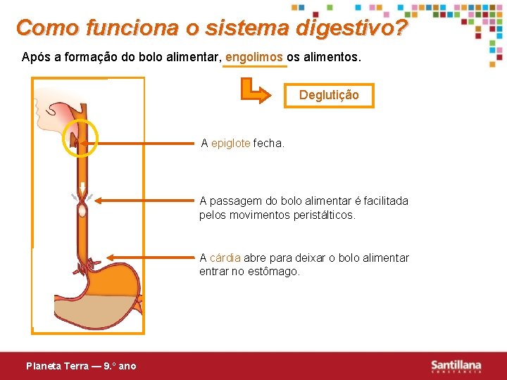 Como funciona o sistema digestivo? Após a formação do bolo alimentar, engolimos os alimentos.