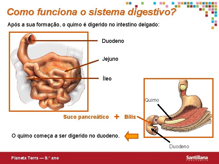 Como funciona o sistema digestivo? Após a sua formação, o quimo é digerido no