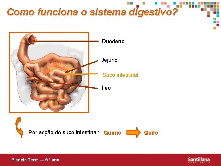 Como funciona o sistema digestivo? Duodeno Jejuno Suco intestinal Íleo Por acção do suco