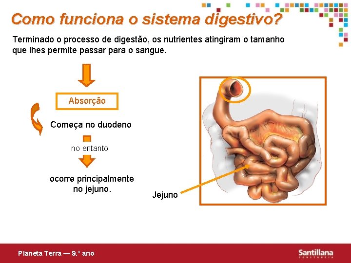 Como funciona o sistema digestivo? Terminado o processo de digestão, os nutrientes atingiram o