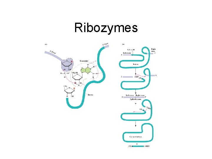 Ribozymes 