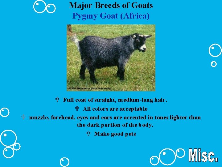 Major Breeds of Goats Pygmy Goat (Africa) U Full coat of straight, medium-long hair.