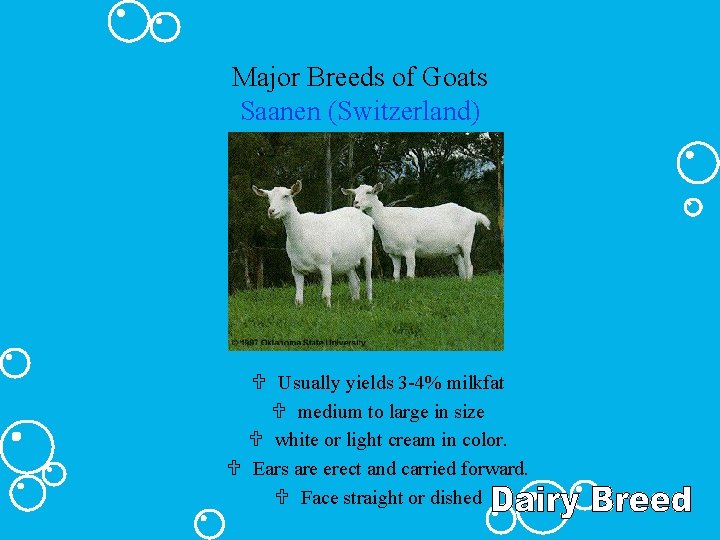Major Breeds of Goats Saanen (Switzerland) U Usually yields 3 -4% milkfat U medium