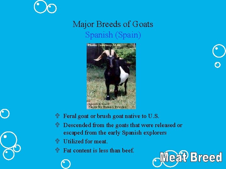 Major Breeds of Goats Spanish (Spain) U Feral goat or brush goat native to