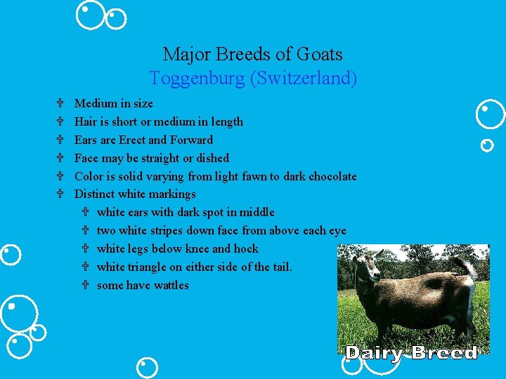 Major Breeds of Goats Toggenburg (Switzerland) U U U Medium in size Hair is