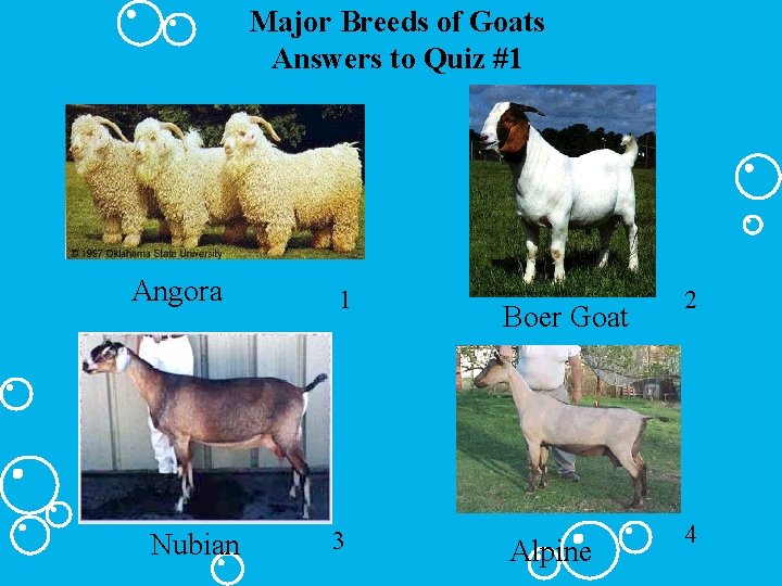 Major Breeds of Goats Answers to Quiz #1 Angora Nubian 1 3 Boer Goat