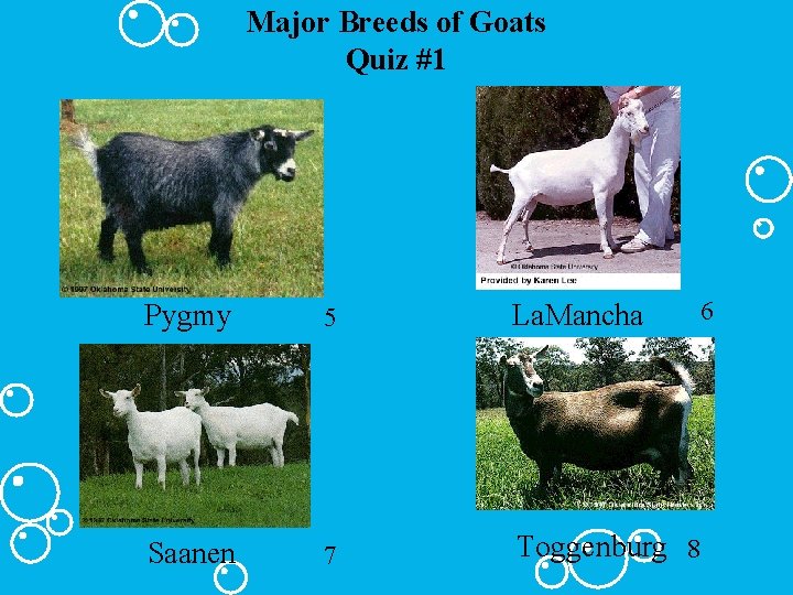 Major Breeds of Goats Quiz #1 5 La. Mancha Saanen 7 Toggenburg 8 6