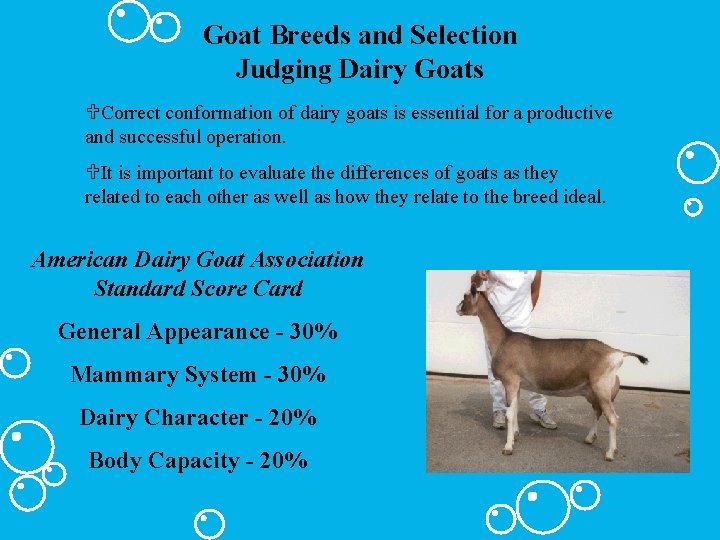 Goat Breeds and Selection Judging Dairy Goats UCorrect conformation of dairy goats is essential