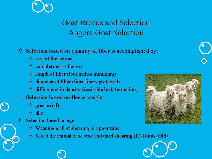 Goat Breeds and Selection Angora Goat Selection U Selection based on quantity of fiber