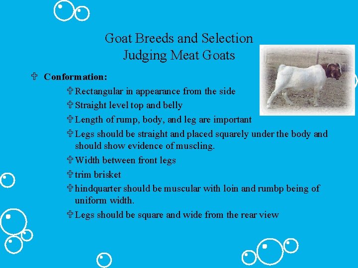 Goat Breeds and Selection Judging Meat Goats U Conformation: U Rectangular in appearance from