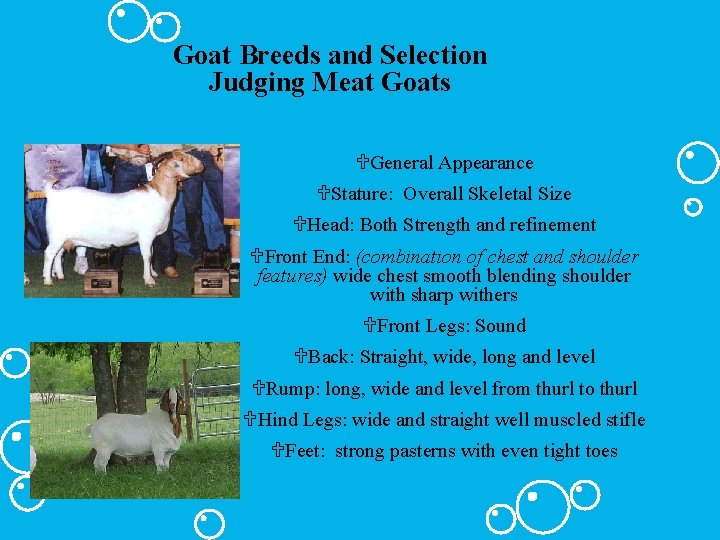 Goat Breeds and Selection Judging Meat Goats UGeneral Appearance UStature: Overall Skeletal Size UHead: