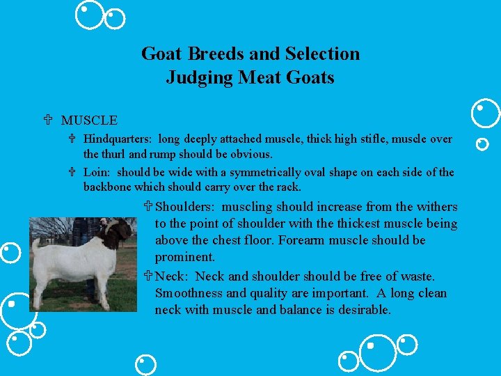 Goat Breeds and Selection Judging Meat Goats U MUSCLE U Hindquarters: long deeply attached