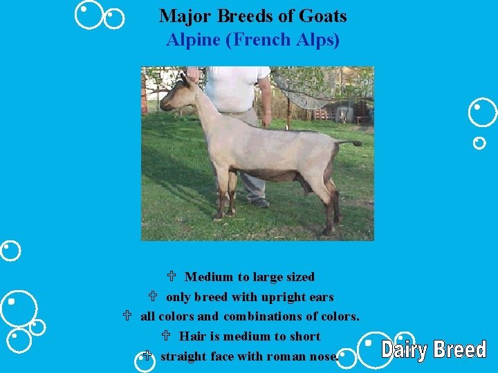 Major Breeds of Goats Alpine (French Alps) U Medium to large sized U only
