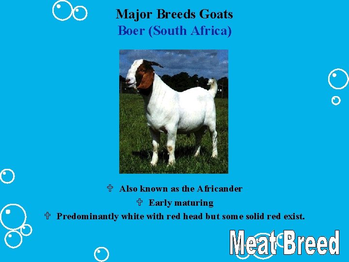Major Breeds Goats Boer (South Africa) U Also known as the Africander U Early