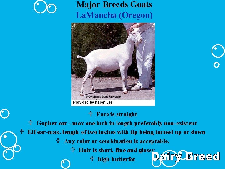 Major Breeds Goats La. Mancha (Oregon) U Face is straight U Gopher ear -