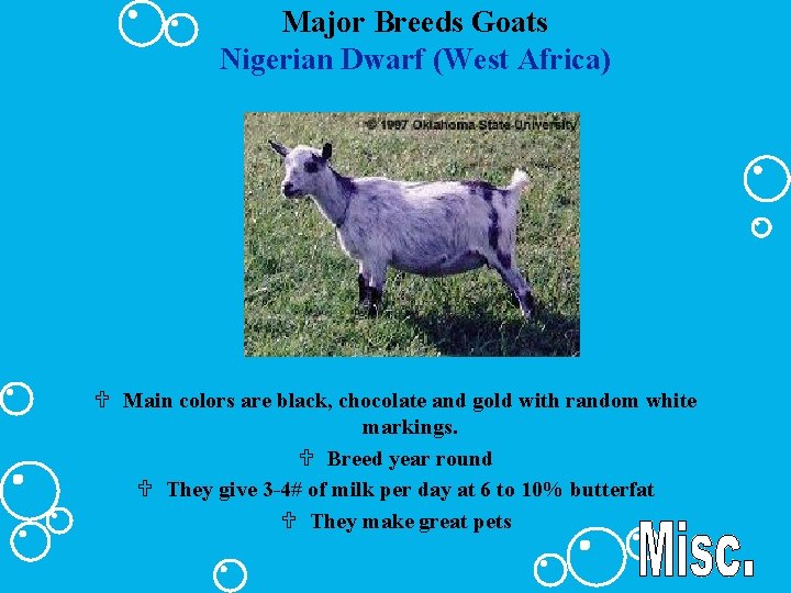 Major Breeds Goats Nigerian Dwarf (West Africa) U Main colors are black, chocolate and