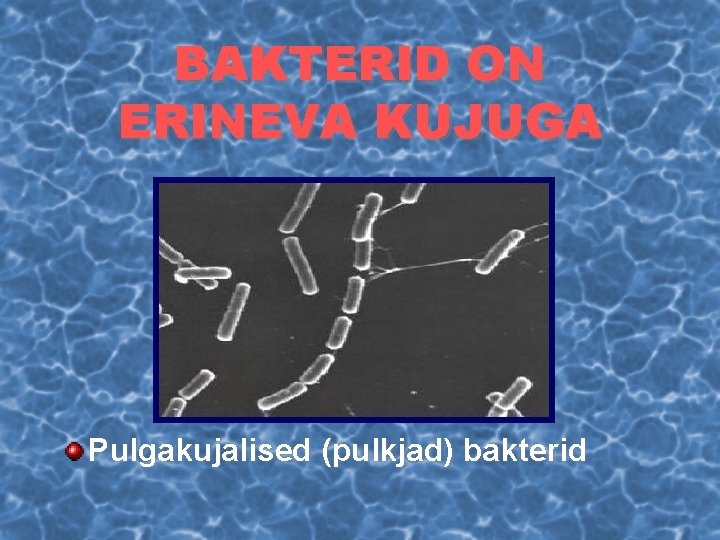 BAKTERID ON ERINEVA KUJUGA Pulgakujalised (pulkjad) bakterid 