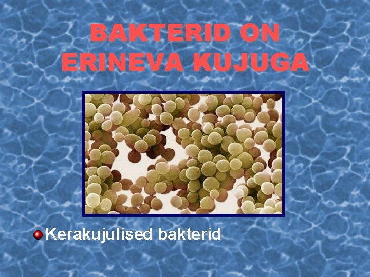 BAKTERID ON ERINEVA KUJUGA Kerakujulised bakterid 