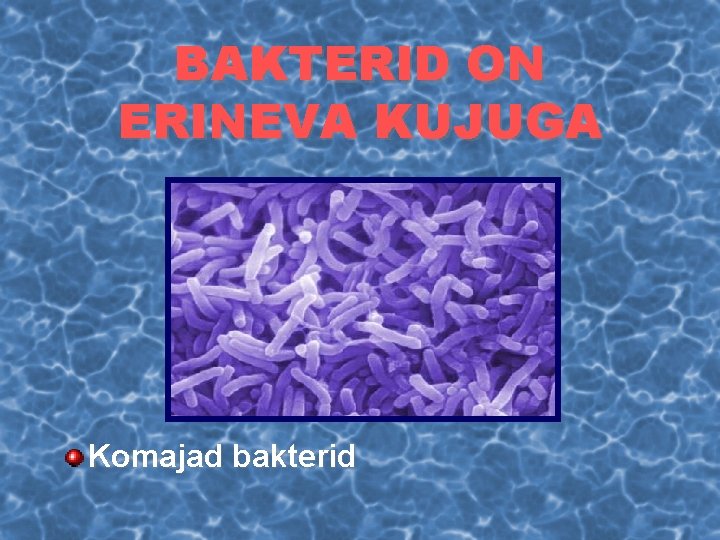 BAKTERID ON ERINEVA KUJUGA Komajad bakterid 