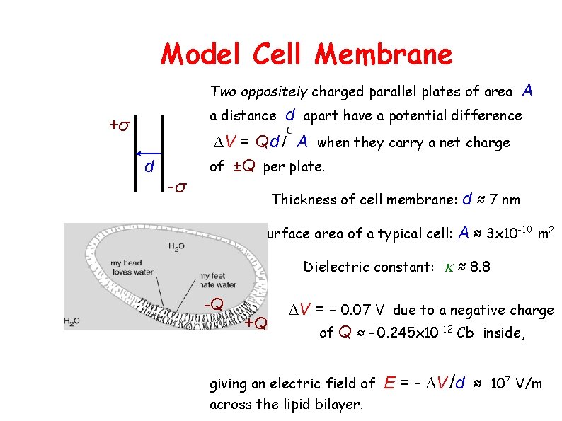 Model Cell Membrane Two oppositely charged parallel plates of area a distance +σ d