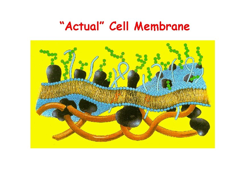 “Actual” Cell Membrane 