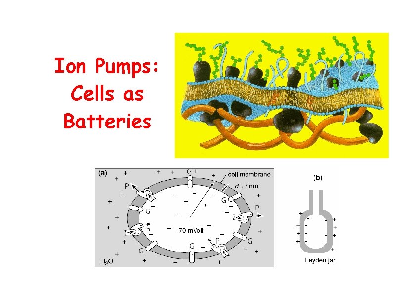 Ion Pumps: Cells as Batteries 