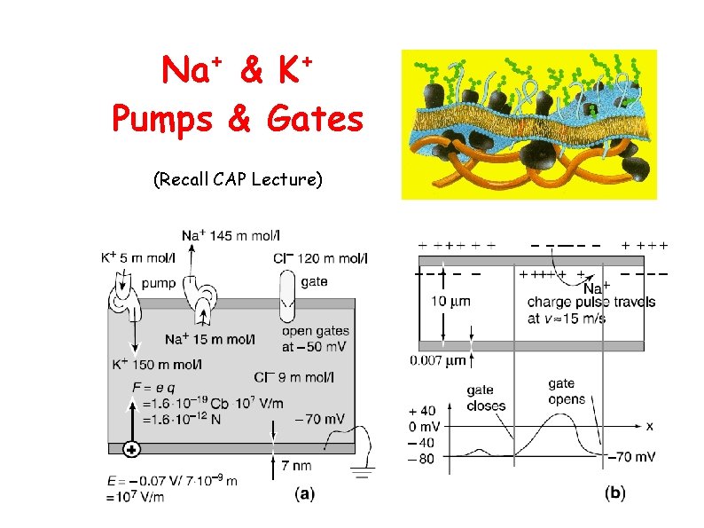 Na+ & K+ Pumps & Gates (Recall CAP Lecture) 