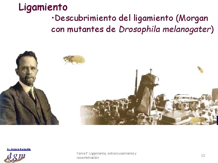 Ligamiento • Descubrimiento del ligamiento (Morgan con mutantes de Drosophila melanogater) Dr. Antonio Barbadilla