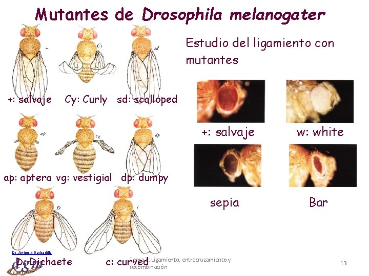 Mutantes de Drosophila melanogater Estudio del ligamiento con mutantes +: salvaje Cy: Curly sd: