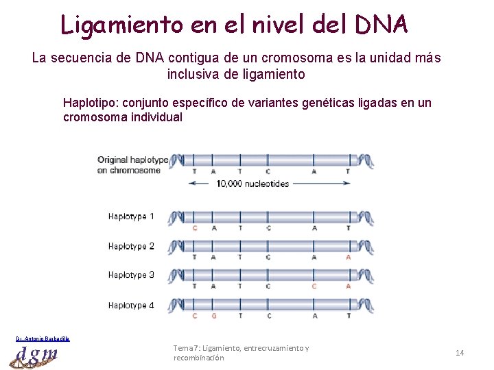 Ligamiento en el nivel del DNA La secuencia de DNA contigua de un cromosoma