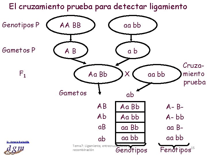 El cruzamiento prueba para detectar ligamiento Genotipos P AA BB aa bb Gametos P