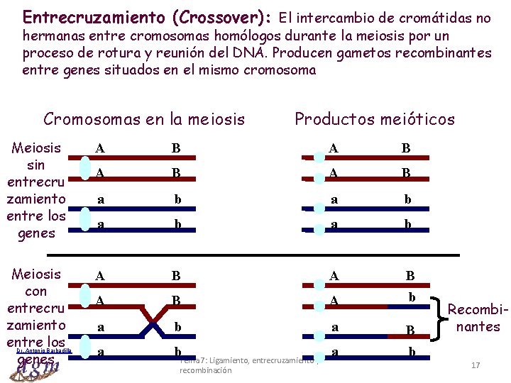 Entrecruzamiento (Crossover): El intercambio de cromátidas no hermanas entre cromosomas homólogos durante la meiosis