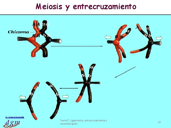 Meiosis y entrecruzamiento Dr. Antonio Barbadilla Tema 7: Ligamiento, entrecruzamiento y recombinación 18 