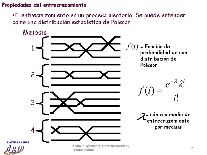 Propiedades del entrecruzamiento • El entrecruzamiento es un proceso aleatorio. Se puede entender como