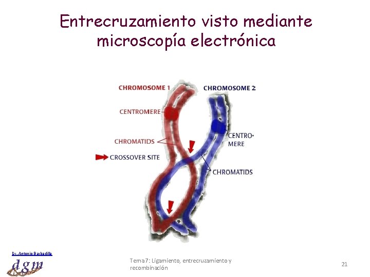 Entrecruzamiento visto mediante microscopía electrónica Dr. Antonio Barbadilla Tema 7: Ligamiento, entrecruzamiento y recombinación