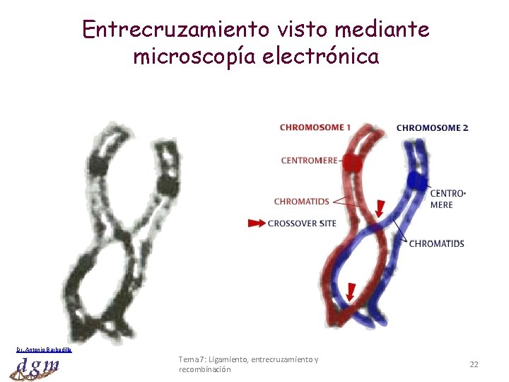 Entrecruzamiento visto mediante microscopía electrónica Dr. Antonio Barbadilla Tema 7: Ligamiento, entrecruzamiento y recombinación