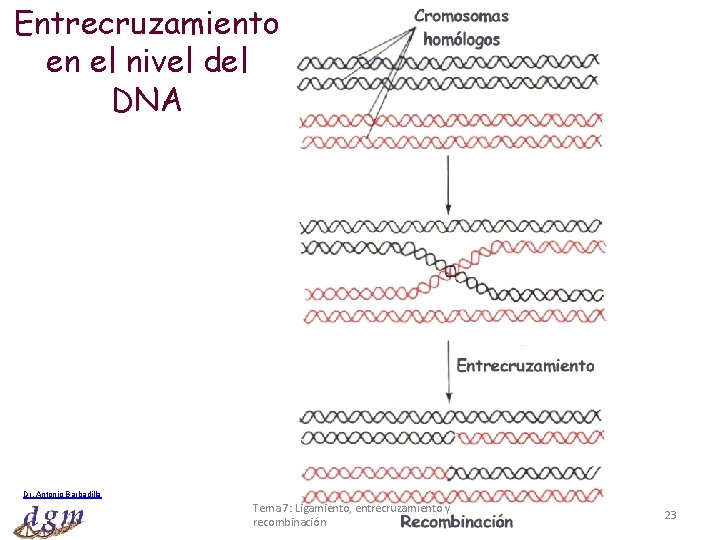 Entrecruzamiento en el nivel del DNA Dr. Antonio Barbadilla Tema 7: Ligamiento, entrecruzamiento y