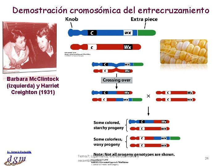 Demostración cromosómica del entrecruzamiento Barbara Mc. Clintock (izquierda) y Harriet Creighton (1931) Dr. Antonio