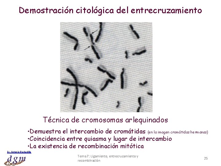 Demostración citológica del entrecruzamiento Técnica de cromosomas arlequinados • Demuestra el intercambio de cromátidas