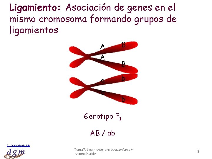 Ligamiento: Asociación de genes en el mismo cromosoma formando grupos de ligamientos A A