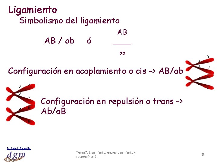 Ligamiento Simbolismo del ligamiento AB / ab ó AB ____ ab Configuración en acoplamiento