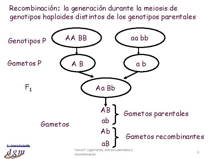 Recombinación: la generación durante la meiosis de genotipos haploides distintos de los genotipos parentales