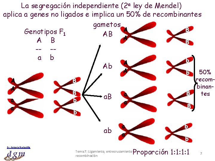 La segregación independiente (2 a ley de Mendel) aplica a genes no ligados e